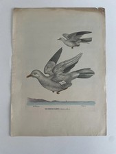 Ornithology 1863/79 R