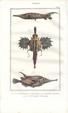 Stampa antica PESCE TROMBETTA e PEGASO De Lacepede Pl.29 1836 Antique print