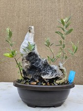 Old European Olive Bonsai