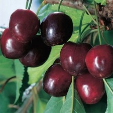 PIANTA DA FRUTTO CILIEGIA