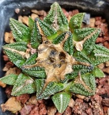 ARIOCARPUS GODZILLA x