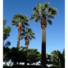 Pianta palma washingtonia - pianta,