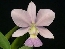 Cattleya walkeriana var