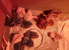 60 uova di QUAGLIA FERTILI