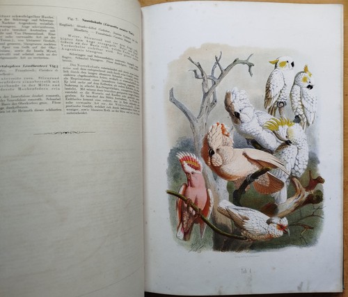 Pappagallo cacatua