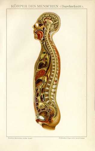 Corpo umano sezione anatomia