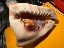 CONCHIGLIA CASSIDI CASSIS