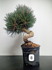 Bonsai pino nero - Pinus