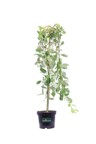 Pianta salice salix - pianta,