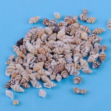 100pcs Small Real Beach Sea