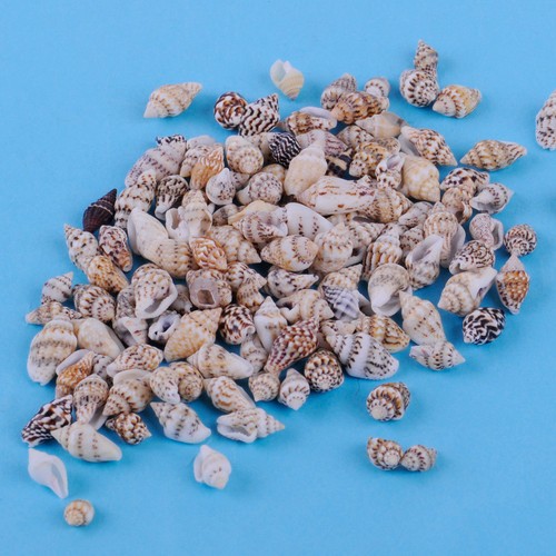 100pcs small real beach sea - small,