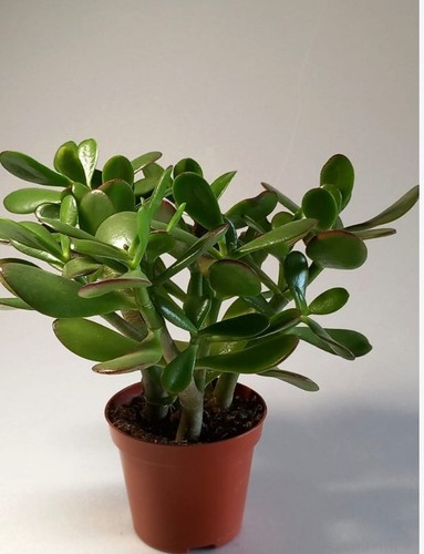 Crassula ovata albero giada - crassula,
