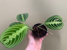Maranta Limone Lime