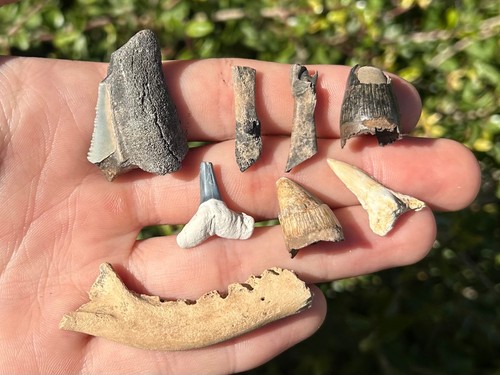 Florida fossil collection - florida,