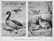 OCHE, PTARMIGAN, UCCELLINI