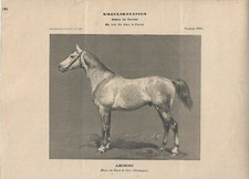 Stampa antica CAVALLO AMOROSO