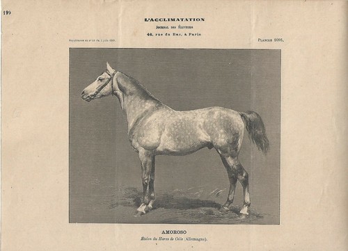 Stampa antica cavallo amoroso - cavallo,