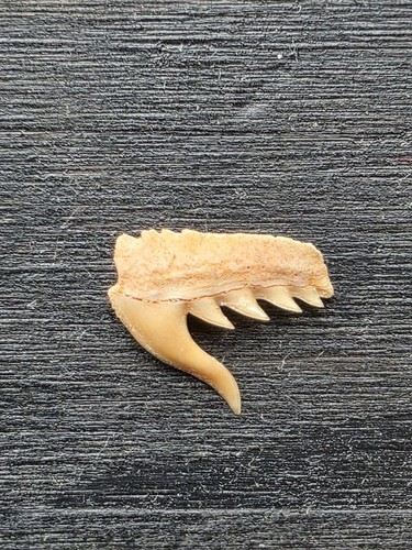 Dente largo di weltonia - di,