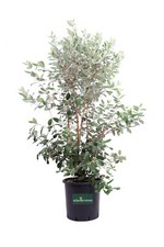 Pianta di Feijoa Acca Sellowiana pianta vera cespuglio da frutto ornamentale