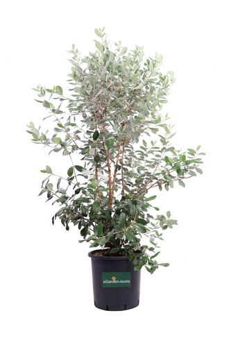 Pianta vera feijoa acca - pianta,