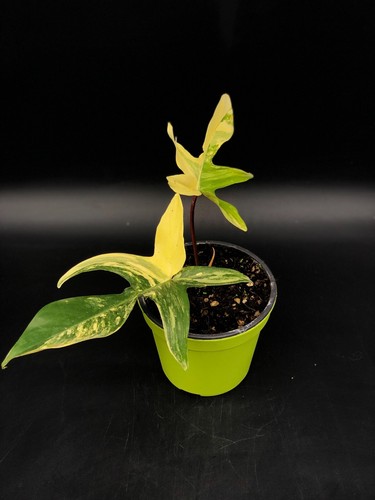 Pianta philodendron florida - pianta, di