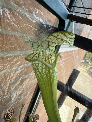 Sarracenia leucophylla white - sarracenia,