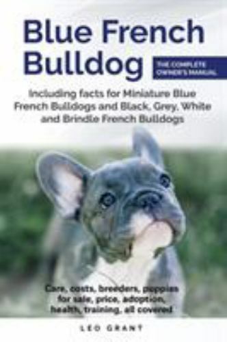 Blue french bulldog care - french, bulldog: