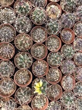 Ferocactus Da Seme, Diverse Varietà X 54 Piante/Ferocactus Variegato/rectispinus