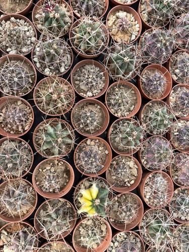 Ferocactus seme diverse - ferocactus, da