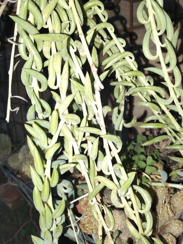 Senecio radicans talea - radicans, di