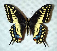 Papilio ibrido [Papilio