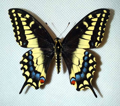 Papilio ibrido - ibrido, [papilio