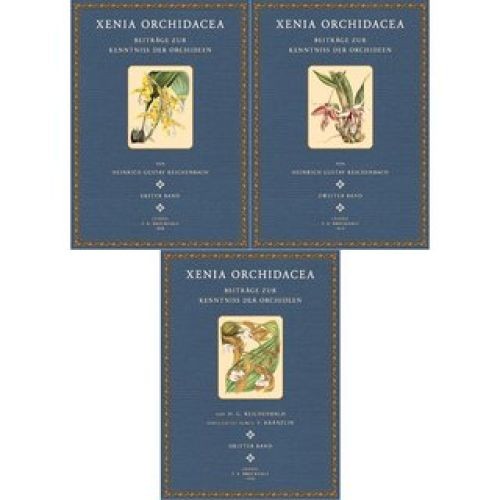 Xenia orchidacea - (3,