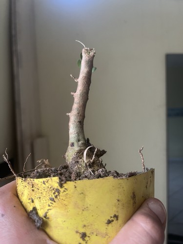 Bonsai olivastro pianta - bonsai,