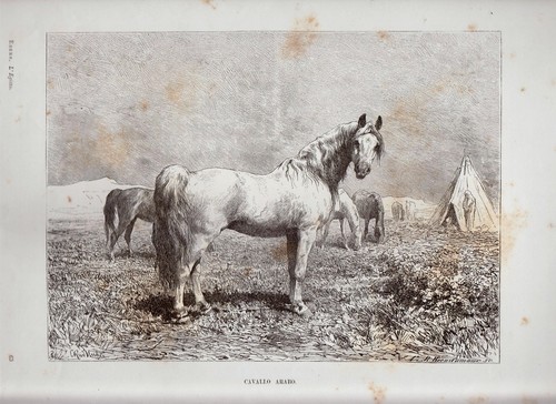 Egitto xilografia cavallo - egitto,