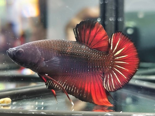 Live betta fish gigante - live, nero