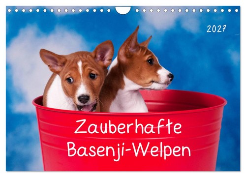Zauberhafte basenji welpen - zauberhafte, basenji-welpen