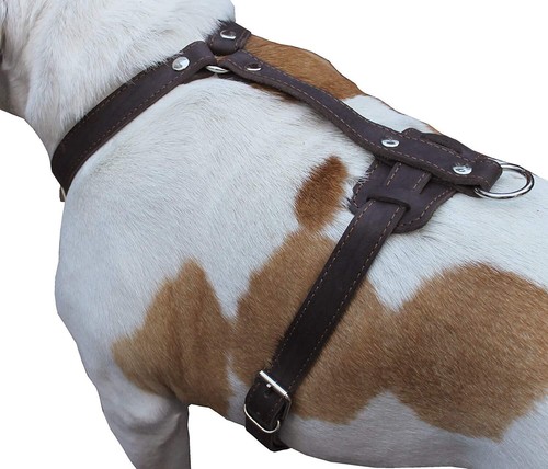 Imbracatura per cani vera - cani, in