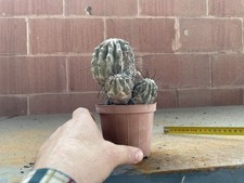 Copiapoa carrizzalensis - copiapoa,