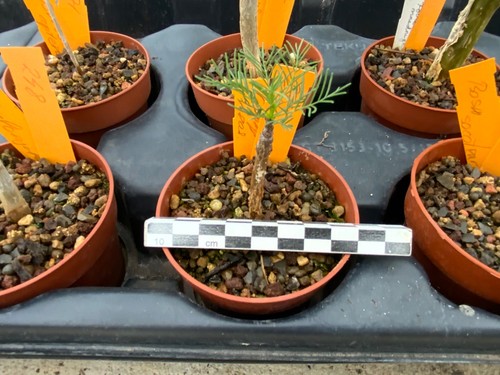 265 commiphora kraeuseliana - 265,