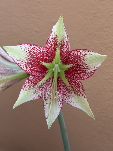 Hippeastrum tarantula - hippeastrum, x