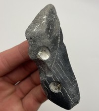 Dente di squalo megalodonte