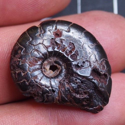 Goniatite ematite - mm,