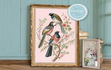Archivio Vintage Trogon Bird