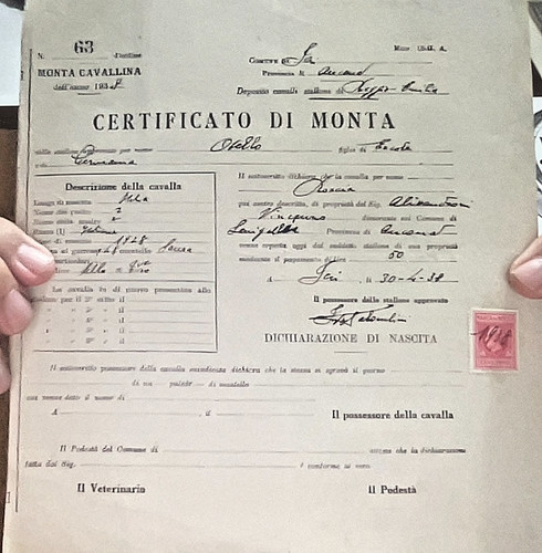 Certificato monta jesi - certificato,