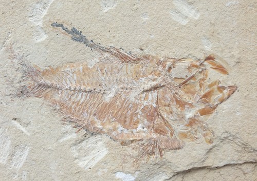 Nematonotus longispinus - ,