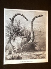 Pesci strani del 1871 Anguilla
