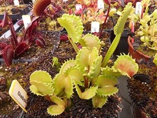 Dionée muscipula " Diabolic