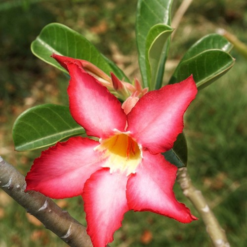 Rosa del deserto adenium - rosa,