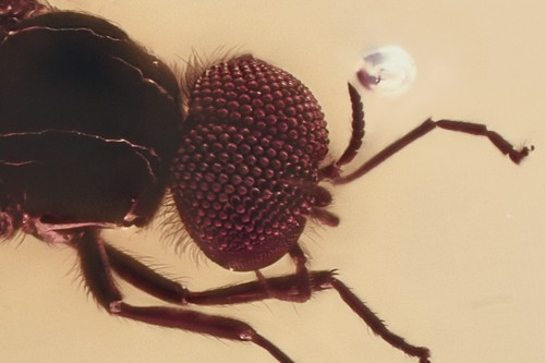 Bella falla nera simuliidae - bella,